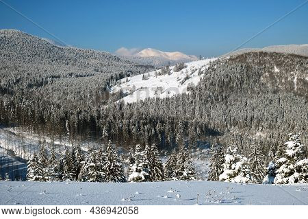 Winter Landscape With Spruse Trees Of Snow Covered Forest In Cold Mountains.