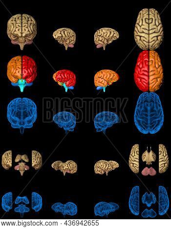 100 Megapixels Set - Human Brain With Rontgen Style Image And Different Colored Zones Isolated, Anat
