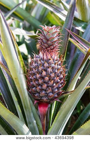 Fersk Pineaple på Bush med blade