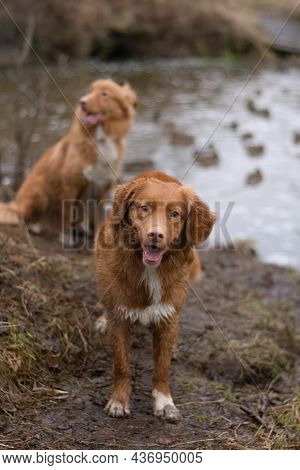 Happy Fluffy Brown Nova Scotia Duck Tolling Retriever  Walking In The Forest On The Lake Shore. Dog 