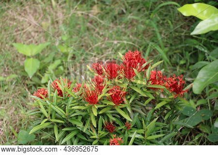 Ixora Coccinea (also Known As Jungle Geranium With Blur Background