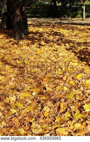Yellow Maple Leaves On The Ground. Autumn In The City Square. Yellow Leaves Covered The Entire Groun