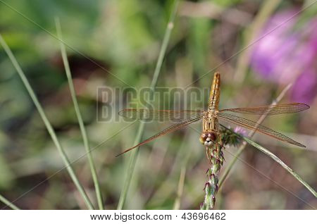 Gemensamma Amberwing trollslända