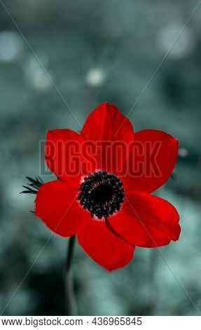 Red Flower In A Green Grass Field