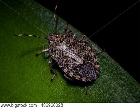 The Stink Bug On The Orchid Leaf