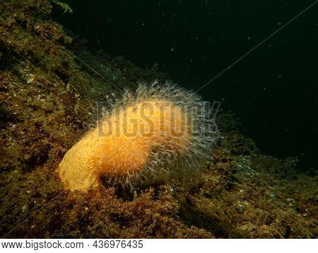 A Close-up Picture Of The Soft Coral Dead Mans Fingers Or Alcyonium Digitatum. Picture From The Weat