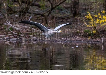 The Bar-headed Goose Flying Over A Lake At Munich. Anser Indicus Breeds In Central Asia In Colonies 