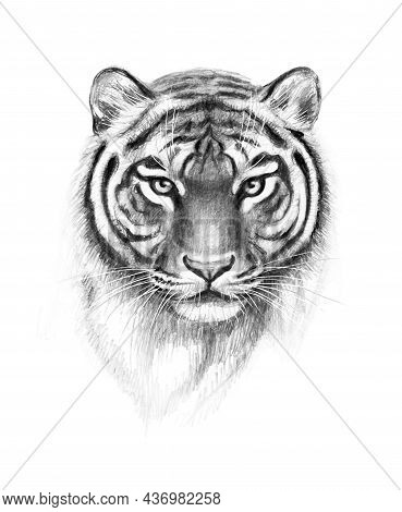 Hand Drawn Monochrome Tiger Head Isolated On White Background. Pencil Drawing Portrait Of Furry Pred