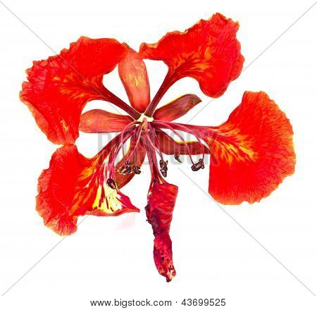 Beyaz zemin üzerinde bir Delonix Regia yakın çekim