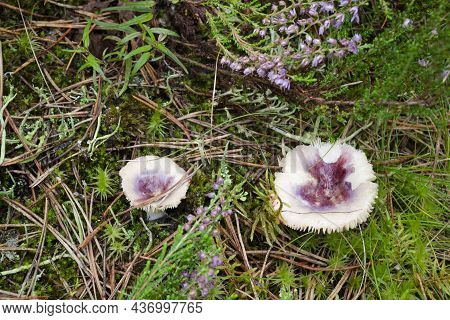 Russula Obscura Mushroom In A Pine Forest Of Belarus