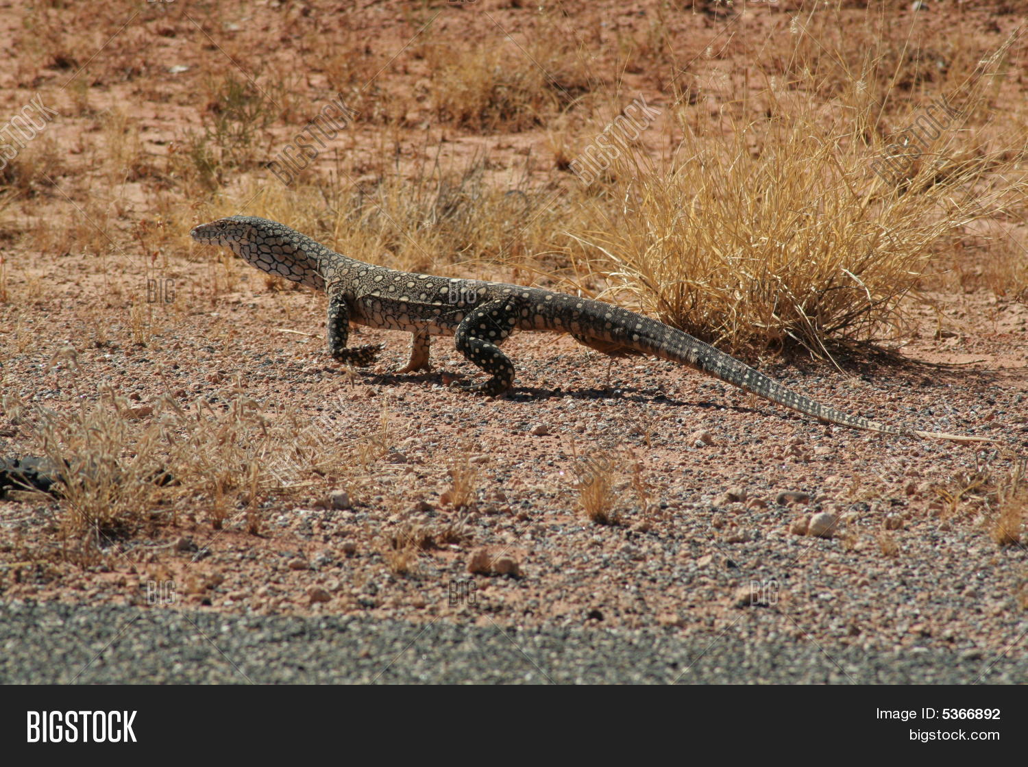 Пауки в чечне. Пауки на занзибаре. Варан паук. Варан паук. Паук с добычей.