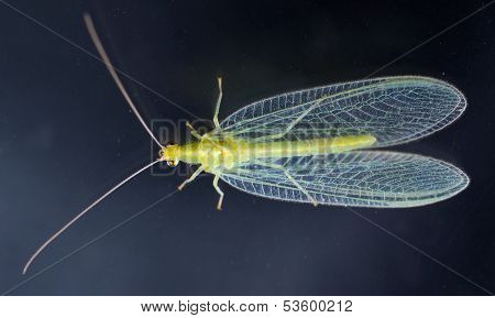 Chrysopidae-insect Green Lacewing