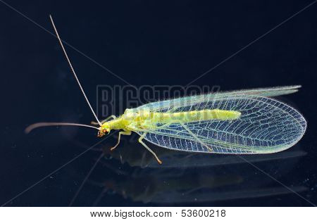 Chrysopidae-insect Green Lacewing