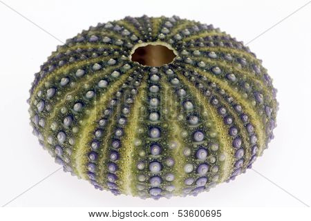 isolated on white background great skeleton of sea shell green echinoidea - macro