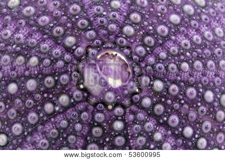 isolated great skeleton of sea shell violet echinoidea - macro
