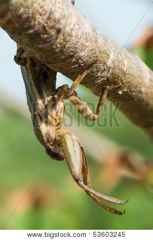 Water Scorpion From West Africa