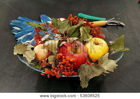 Apples And Dried Bunches Of Rowan.