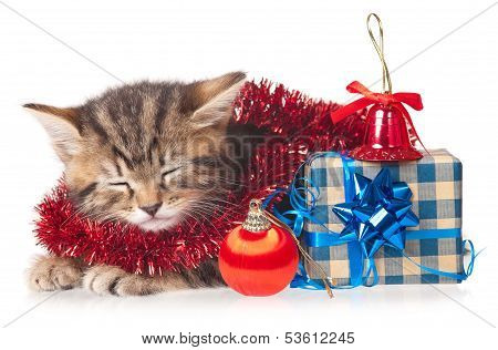 Cute kitten