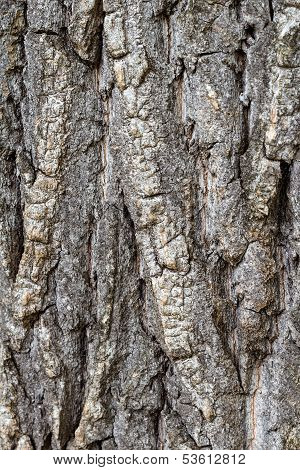 Tree Bark Detail