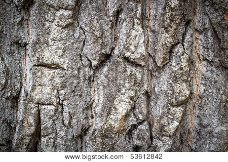 Tree Bark Detail