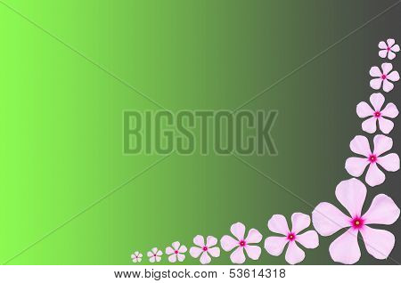 Pink Periwinkle Flower Backgrround