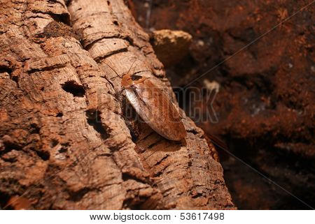 Buffalo Cockroach - Archimandrita Tesselata