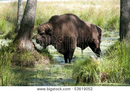 Aurochs