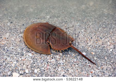 Horseshoe Crab