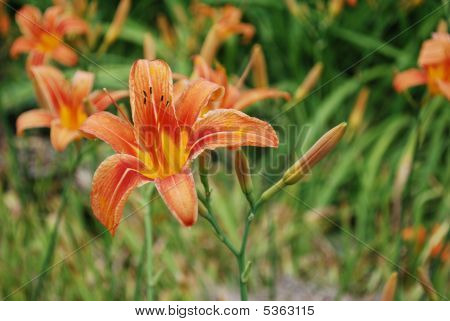 Day_lily