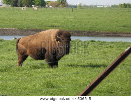 Buffalo