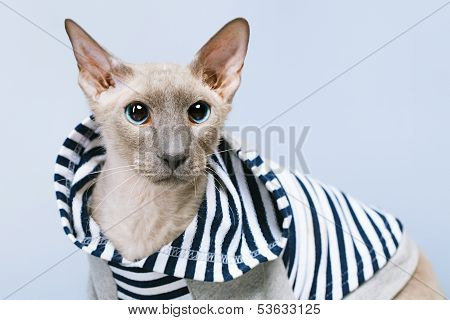 Peterbald Cat in Hoody