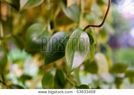 Mini leaf
