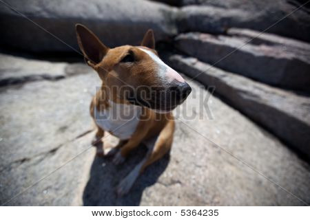 Bullterrier
