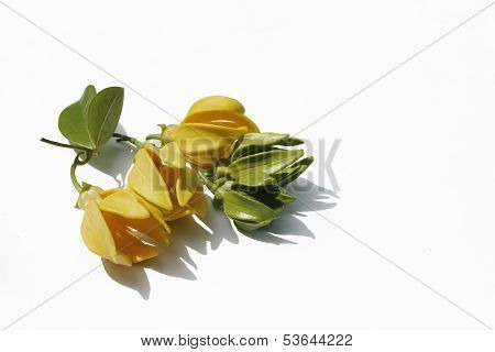 Yellow And Green Flower Of Bhandari On White Background