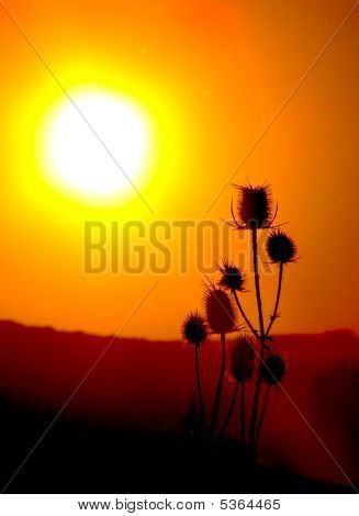 Sunset fiore