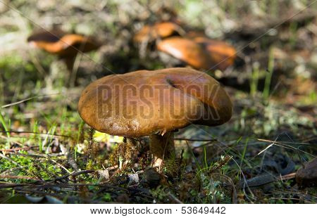 Suillus Bellinii