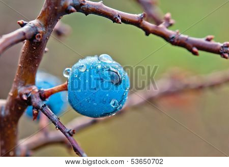 Drops Of Blackthorn