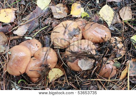 Beautiful mushrooms Suillus