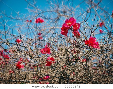 Vivid red flowers on naked branches