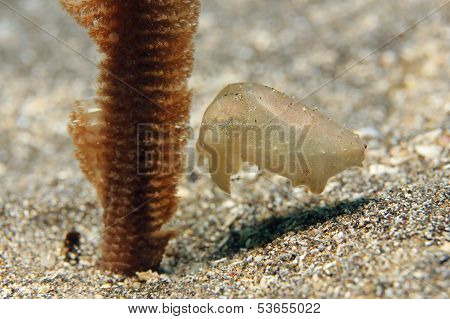 Pygmy Cuttlefish