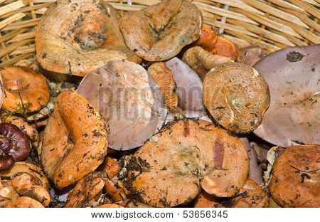 Fresh Mushrooms
