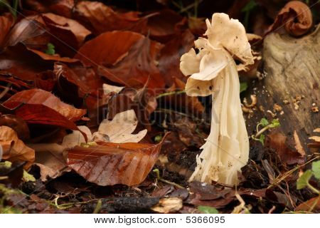 Helvella Crispa