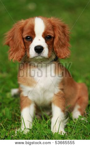Cavalier King Charles Spaniel puppy