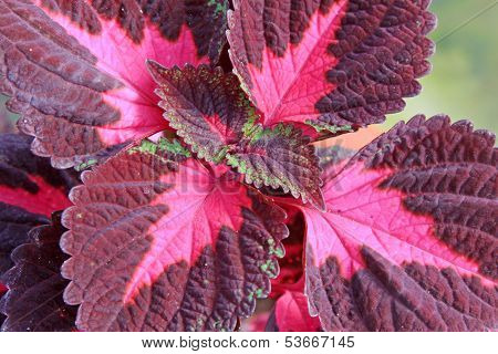 Closeup Of Coleus Plants