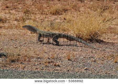 Perentie - Varanus Giganteus