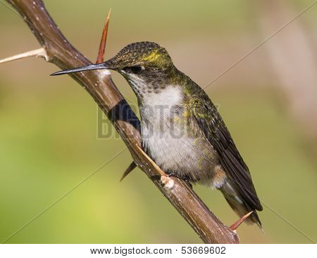 Ruby throated hummingbird
