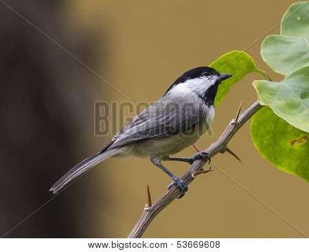 Carolina Chickadee