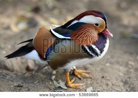 Mandarin Duck, Aix Galericulata