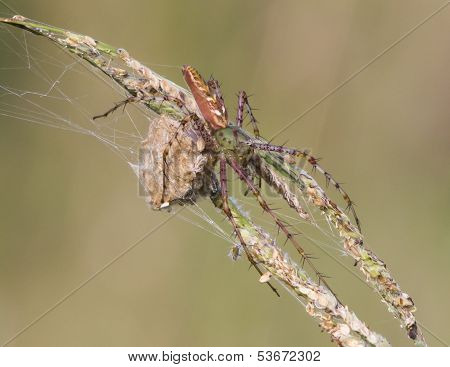 Green lynx spider and egg sac.