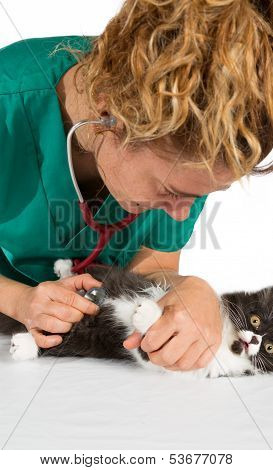 Veterinary with kitten